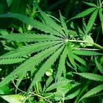 Bonney Lake to hold hearing on marijuana ban