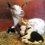 The Cunninghams raise a small herd of Nigerian Dwarf miniature dairy goats each year. Photo courtesy of Deb Hodges