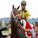 Gold Rush Dancer is draped with the winning roses for winning the 82nd annual Longacres mile. Photo courtesy pf Emerald Downs