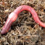 Learn to compost with some red wrigglers