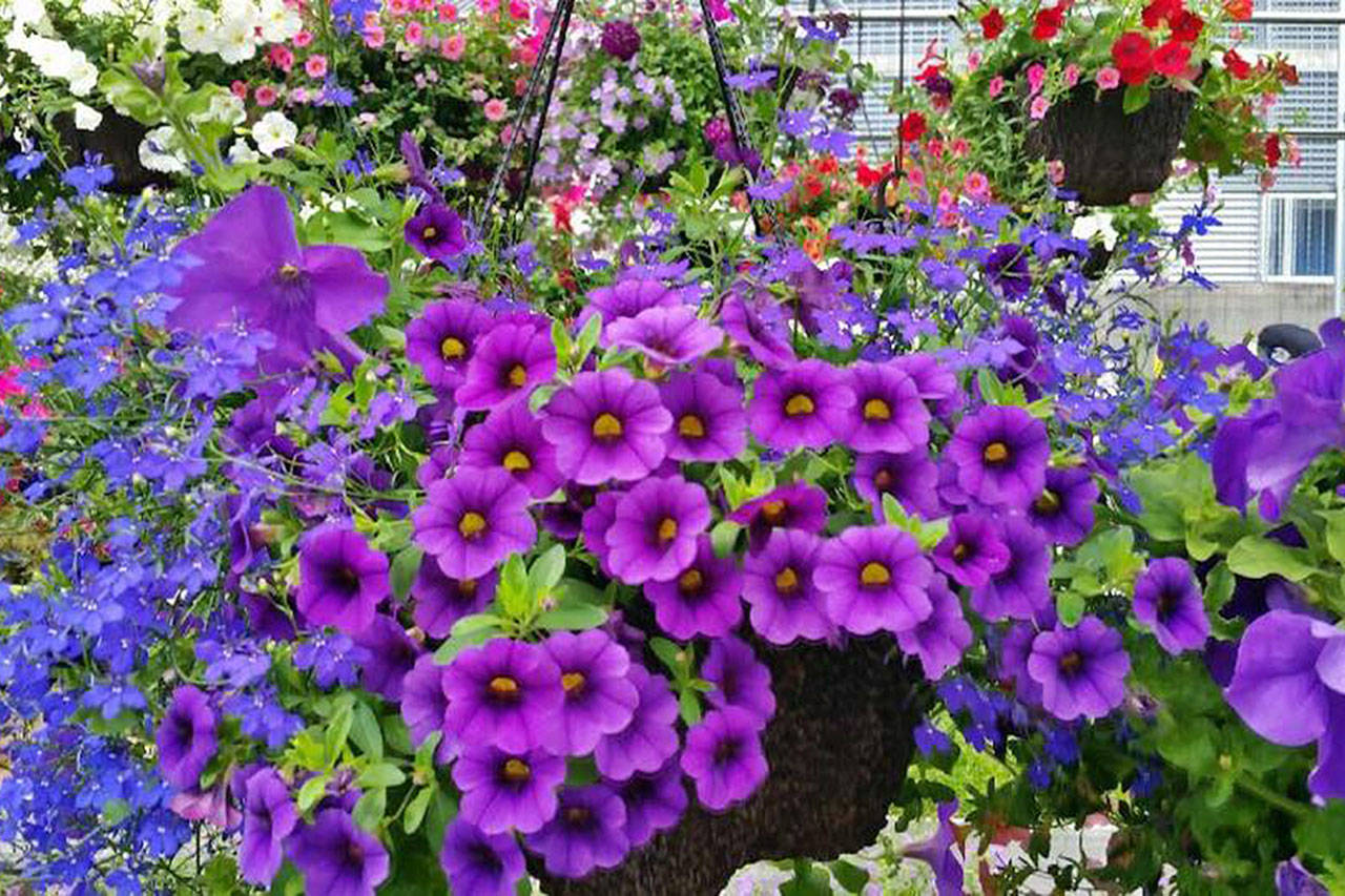 FFA students hosting plant sale