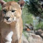 Cougar kills mountain biker, injures another near North Bend