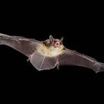 What to do with bats | Public Health Insider