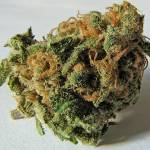 Liquor and Cannabis Board releases cannabis survey | RAND Corportation