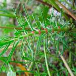 Cascade announces 2018 milfoil treatment plan for Lake Tapps | Cascade Water Alliance