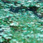 Toxic algae warning in Lake Tapps