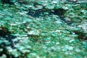 Toxic algae warning in Lake Tapps