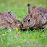 Get to know rabbit fever, before it gets to know you | Public Health Insider