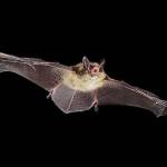 Rabid bats found on Auburn sidewalk | Public Health Insider