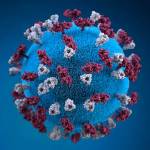 A 3D representation of a measles virus. Image courtesy Center for Disease Control