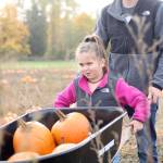 Neela and her father picked pumpkins at the Thomasson Farm pumpkin patch last year. File image Ray Miller-Still