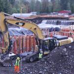 A cofferdam was built to allow construction crews to work in the White River; as part of the fish trap-and-haul project, a worker scoots salmon into a holding tank so they can be moved into a tanker truck. The fish are transported to a spot above Mud Mountain Dam, where they are released back into the river. Photo by Kevin Hanson