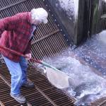 A worker scoots salmon into a holding tank so they can be moved into a tanker truck. The fish are transported to a spot above Mud Mountain Dam, where they are released bank into the river. Photo by Kevin Hanson