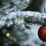 ‘Real’ Christmas trees are big business, quite a bargain