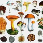 Image courtesy Wikipedia Commons.