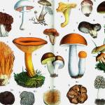Free class touts benefits of mushrooms