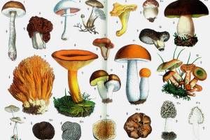 Free class touts benefits of mushrooms