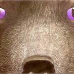 Bonney Lake student Amelia Day placed both second in the seventh and eighth-grade drawing category fir Prey, (above) and second place in the same age category for a short science fiction story in 2016. Day is now a 10th grade student in the district. Image courtesy Amelia Day.