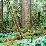 Nine-week course aimed at those with wooded property | Washington State University