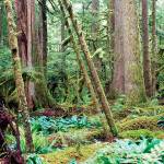 Nine-week course aimed at those with wooded property | Washington State University