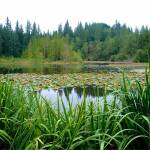 County considering plans for forested acres near Enumclaw