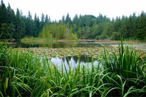 County considering plans for forested acres near Enumclaw