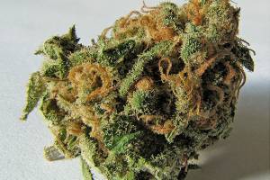 “Weed” like you to get home safe this weekend | Public Health Insider