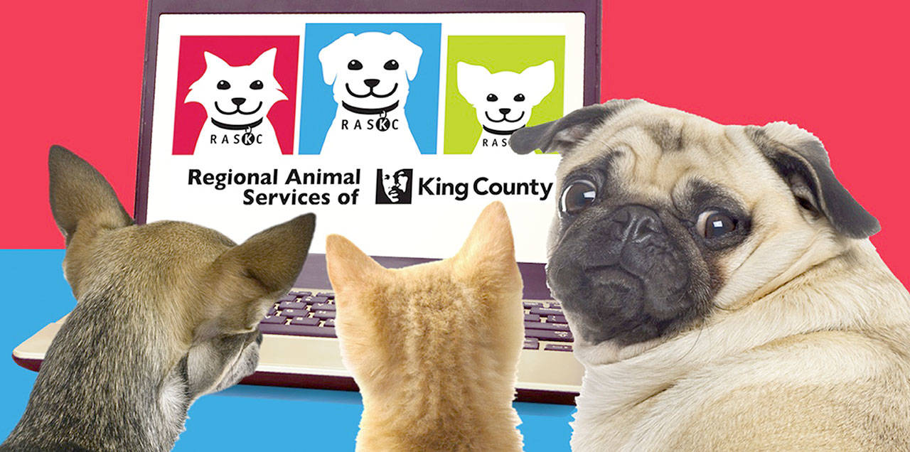 Image courtesy Regional Animal Services of King County.