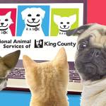 Image courtesy Regional Animal Services of King County.