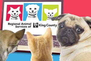 County to visit Enumclaw, ensuring pets are licensed