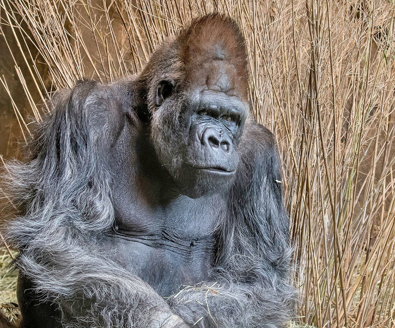 Pete, with his companion Nina, served as the foundation of the zoos gorilla program when he first arrived in Seattle in 1969. Photo courtesy of Dennis Dow / Woodland Park Zoo