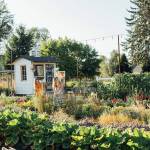 Cocktails balance the flavors of spirits (alcohol), sweet (syrups), bitter (bitters), and sour (citrus or shrubs). Dilution can also be an important component as well. Some of these components, like the spruce tips in the Simple Goodness Sisters huckleberry-spruce tip syrup, are harvested at the Simple Goodness Farm in Buckley with other various herbs and garnishes for Happy Camper cocktails, while other ingredients are outsourced locally. Photo courtesy Rylea Foehl Photography/www.ryleafoehl.com