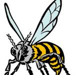 Hornet swimmers swamp Auburn in first meet of season