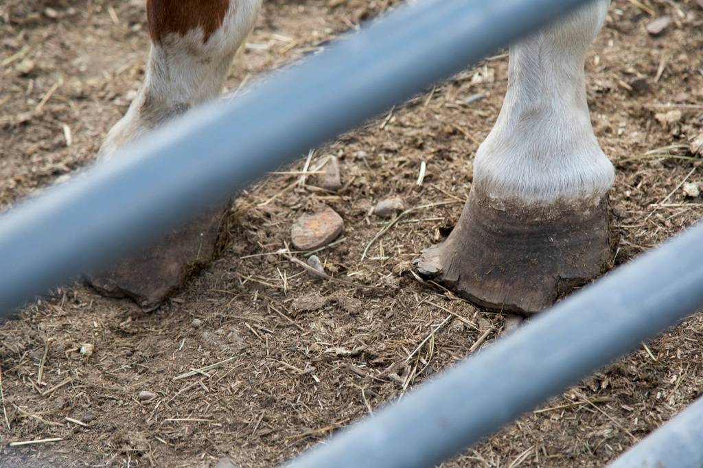 Horse hooves need to be trimmed on a regular basis and is a major task involved with horse management. Improper management of a horses hooves can lead to lameness. Ashley Hiruko/staff photo