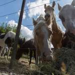 More than 100 horses are being hoarded by a nonprofit in Puget Sound
