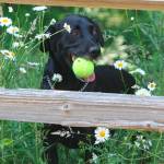 While he was a working dog, Sabre only got to play with his ball after a successful drug find. Now as a retiree, Sabre is able to play with his ball whenever he wants. Courtesy photo