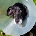 Community rallies behind retired Black Diamond K9 dog