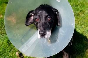 Community rallies behind retired Black Diamond K9 dog