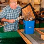 Dan Lantz, a King County biologist, places juvenile Lake Sammamish kokanee into a bucket before they were flown from Renton to Orcas Island as part of a recovery project. Contributed by King County