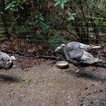 Turkeys Nonni, Noelle, November and Nora at Rooster Haus Rescue in Fall City. Natalie DeFord/staff photo