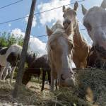 Sharon Hunter, operator of the Redmond-based Hunters Wind Wild Horse Rescue, is accused of animal cruelty after purchasing horses, in an attempt to save them from slaughter. Some of those horses ended up in Enumclaw. Ashley Hiruko/staff photo.