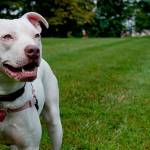 Like the Washington State Legislature, the Humane Society believes there is no evidence particular dog breeds are more likely to be dangerous than others, and that breed-specific bans do not reduce dog bites or attacks. Photo courtesy Meredith Lee / The HSUS.