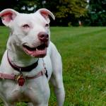 Buckley passes new dangerous dog ordinance