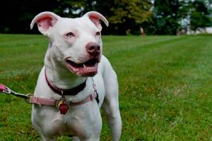 Buckley passes new dangerous dog ordinance