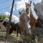 Horses seized in Enumclaw after allegations of hoarding, abandonment
