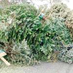 Image courtesy Wikimedia.