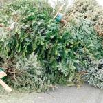 How to recycle your holiday trees, lights
