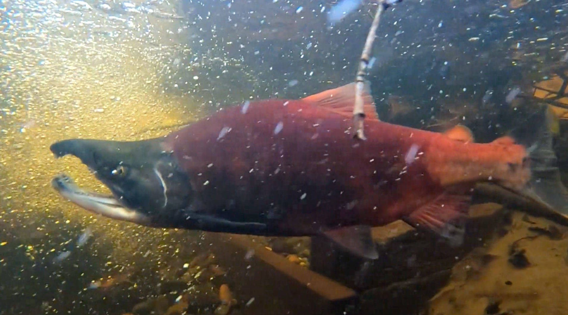 A 50-minute film called Spawning Grounds, which documents the effort to save a freshwater variety of kokanee salmon from Lake Sammamish, is finally ready for its debut in North Bend on Jan. 18. (Screenshot from film)