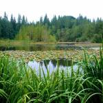 A view of the Little Lake Forest pond. Photo courtesy of King County