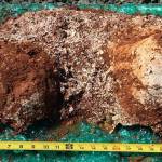 Local Sasquatch event to be live-streamed